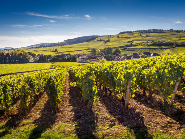 Au cœur de la Bourgogne viticole